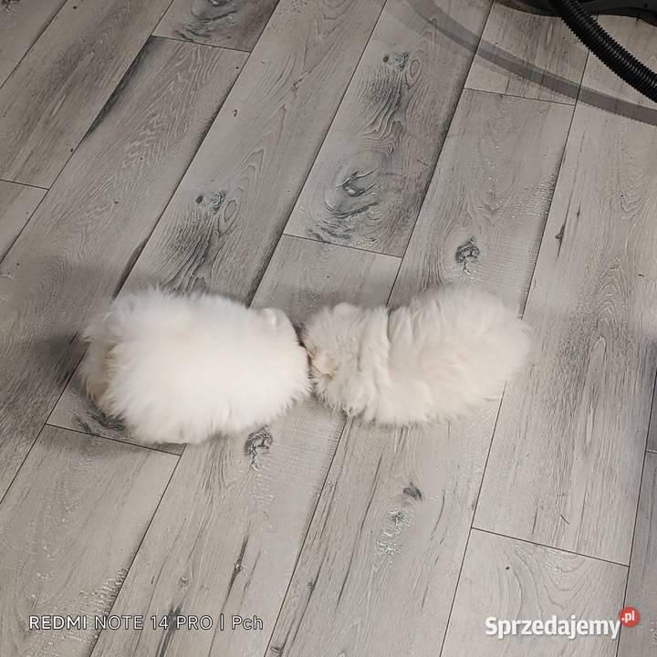 Szpic miniaturowy Przepiękne misie Warszawa