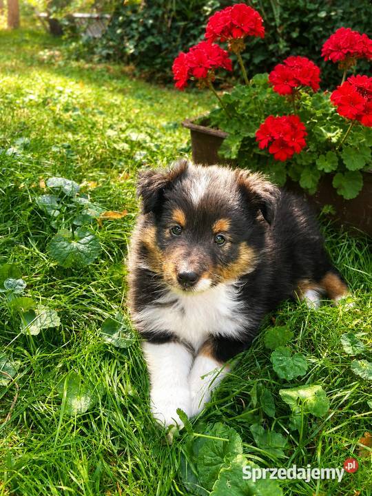 owczarek szetlandzki sheltie piesek blue merle Rudzica