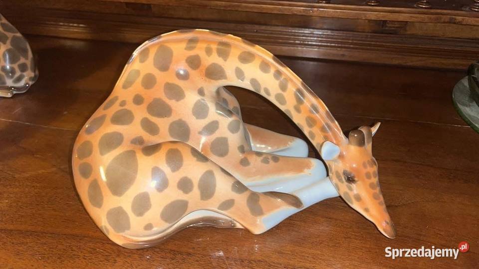 Żyrafa wysoka Łomonosow Gdańsk