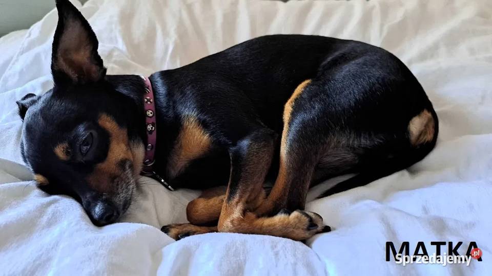 Pinczerki Pinczer Miniaturowy Zapowiedź Miotu Kazimierz Biskupi