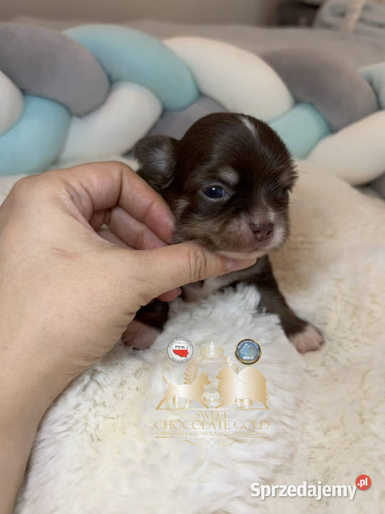 Chihuahua mini piesek czekoladowy długowłosy Bełchatów sprzedam