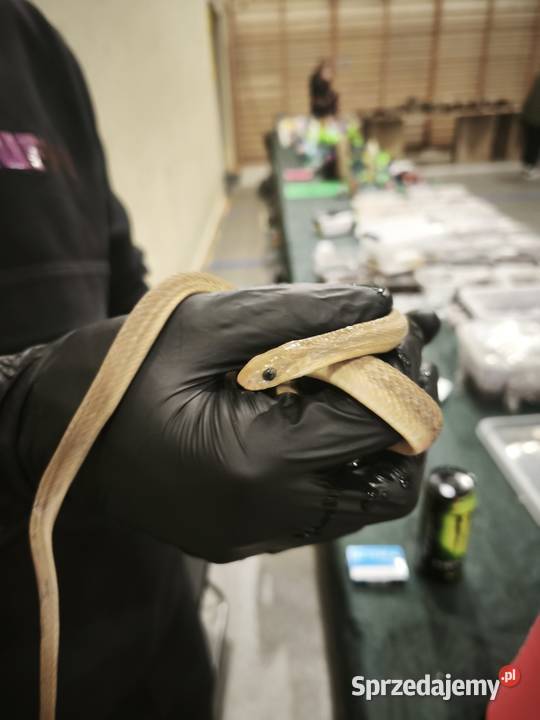 dasypeltis gansi około roku jajojad jajożer Wałbrzych