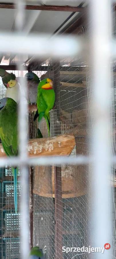 Barabandy Ptaki Wodzisław Śląski