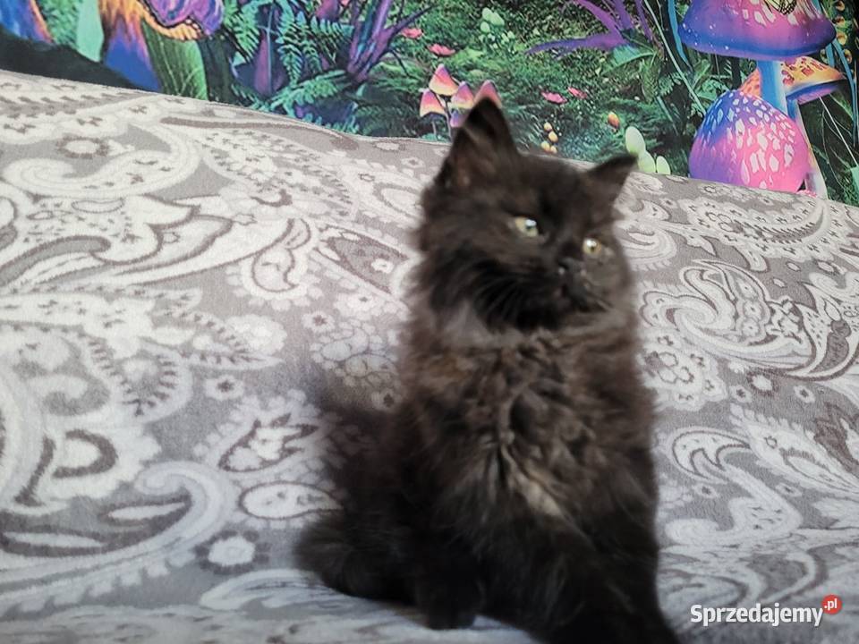 Maine Coon świętokrzyskie Polesie Mikułowskie sprzedam