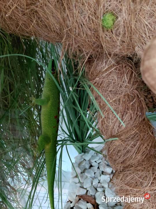 Jaszczurka felsuma madagaskarska Gady i płazy Zwierzęta Stanisławice