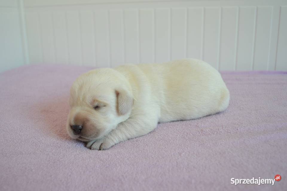 Szczeniaki Labrador Retriever czarne i Labrador Żelechlinek