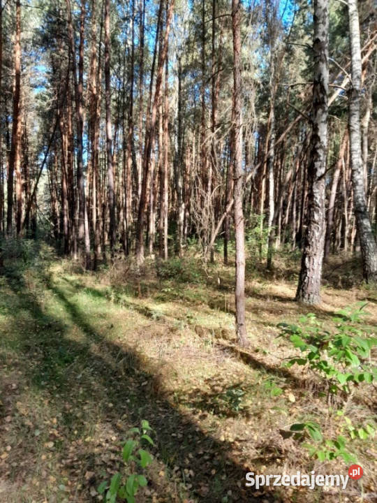 na sprzedaż 5900m2 Grzymała