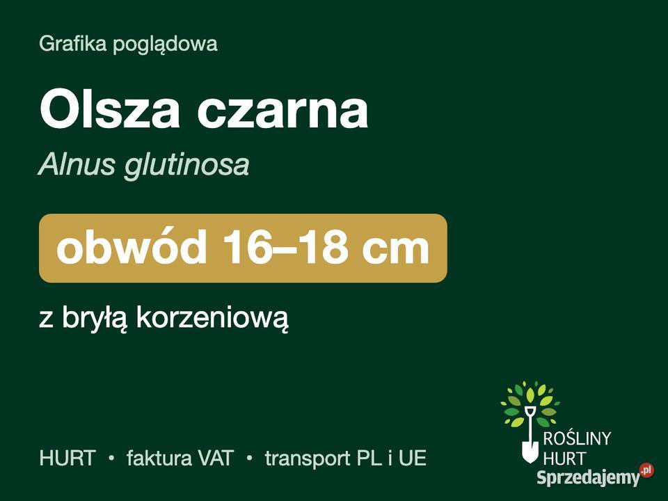 Olsza czarna Alnus glutinosa obwód 1618 z bryłą Liściaste