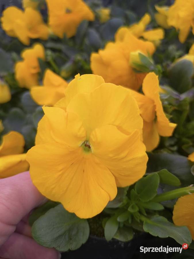 Sprzedam bratki Dziurów sprzedam