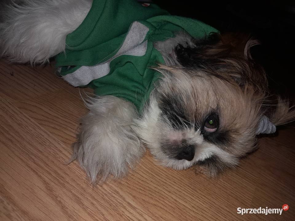 Shih tzu szczeniak suczka