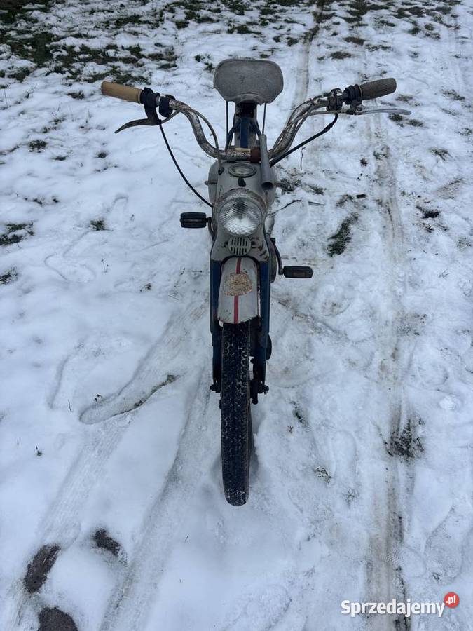 Komar Sztywniak oryginał