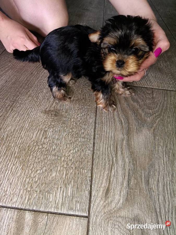 York Terrier Mini Wilków sprzedam