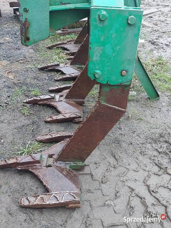 Głębosz łódzkie Piotrków Trybunalski