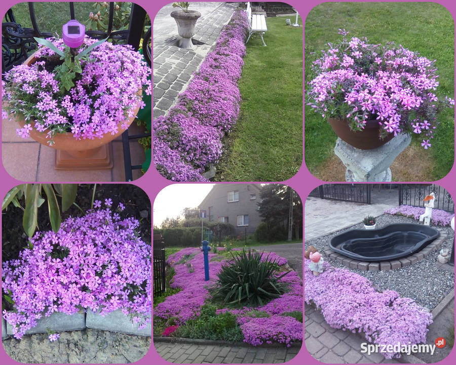 Irysy syberyjskie sadzonki kłącza Pszów