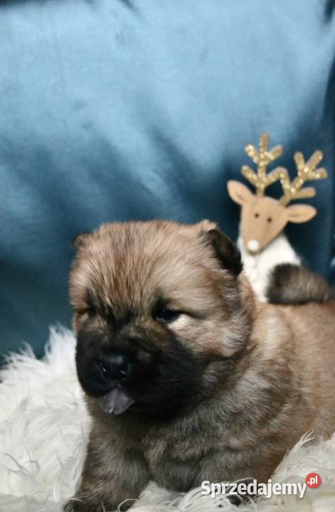 Chow chow FCI ZKwP Gubin