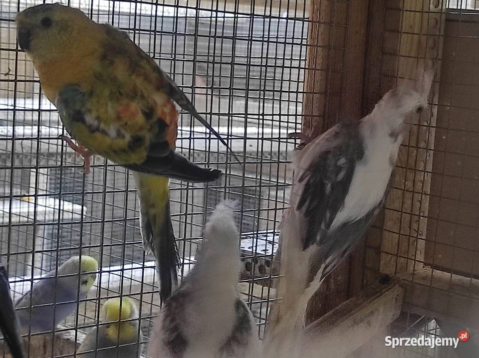 Nimfy z polikami Wilga