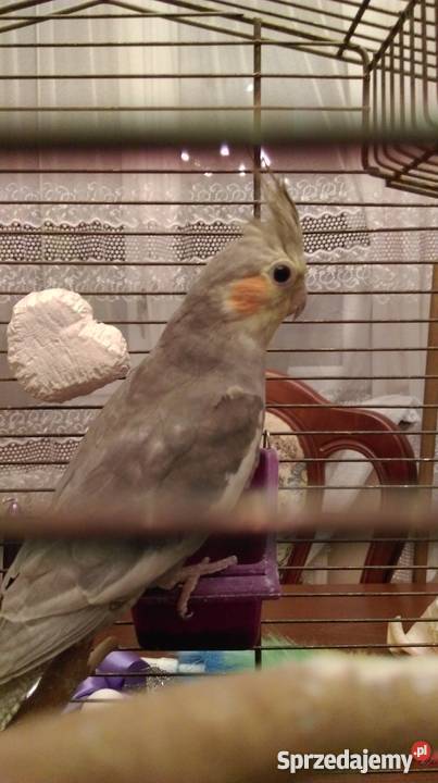 Papugi Nimfy TarczynWarszawa Tarczyn