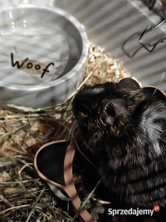 Oddam 2 koszatniczki Gryzonie Radom sprzedam