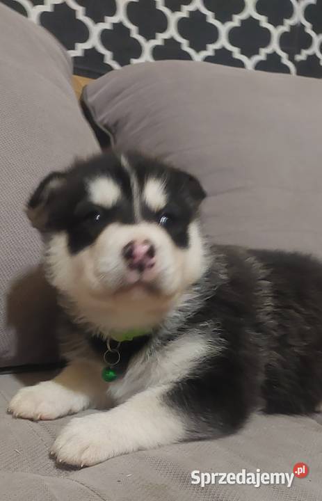 Alaskan Malamute piesszczeniak podkarpackie Przemyśl