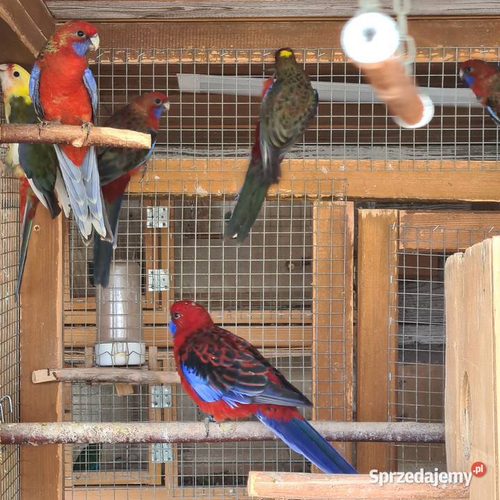 Rozelle królewskie Ptaki Szymanowice