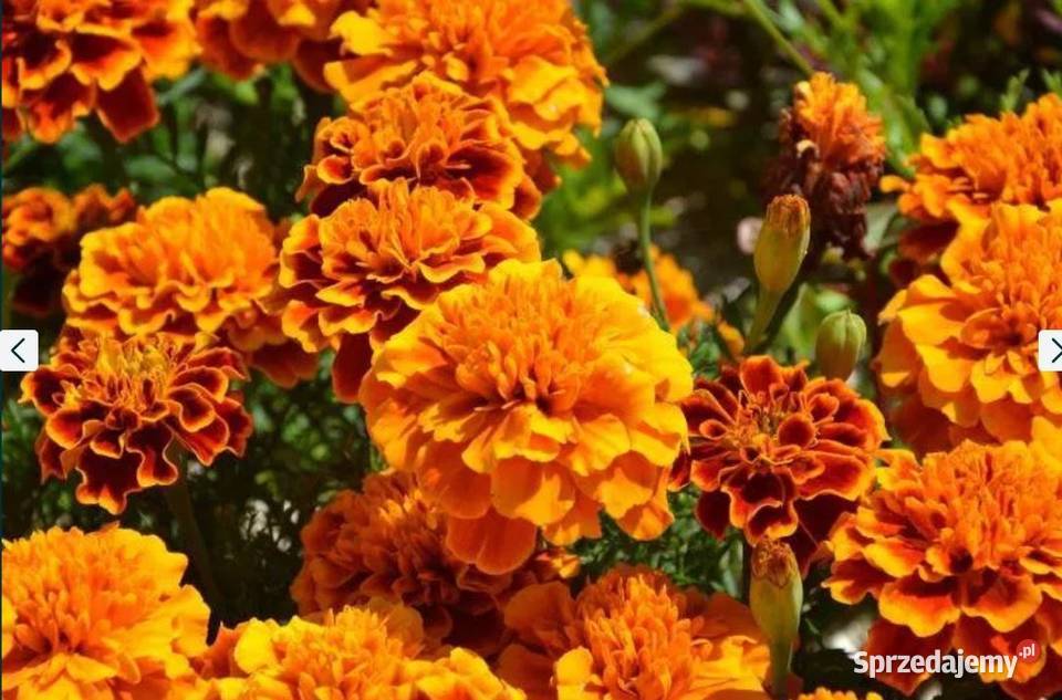 Aksamitka nasiona HURT 1 Poplon Przedplon Alfredówka sprzedam