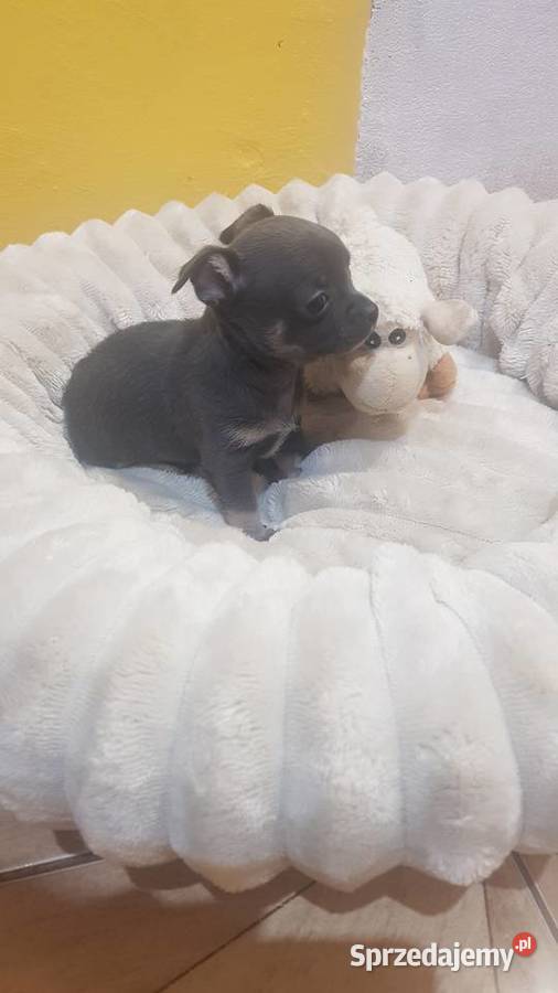 Śliczny piesek chihuahua Warszawy Chihuahua Płońsk