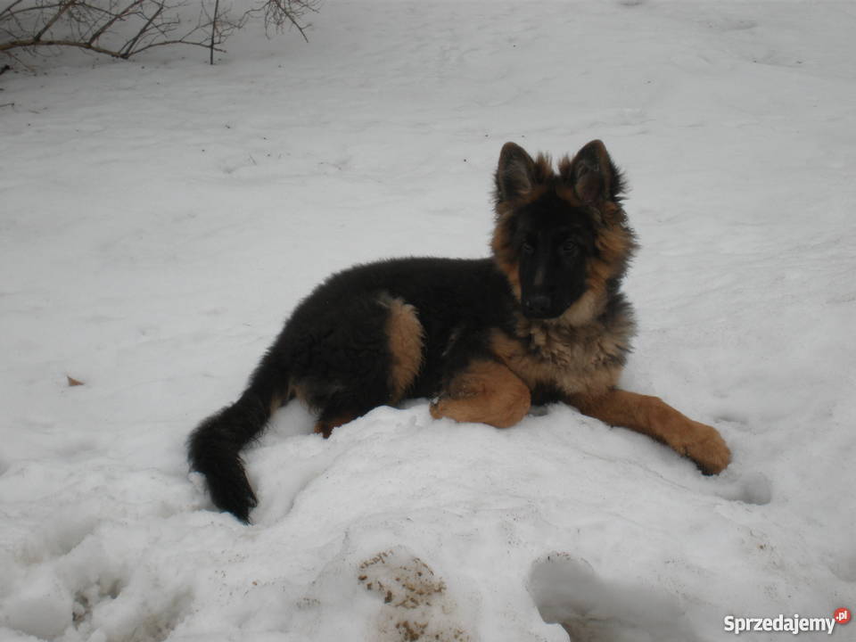 Piękny owczarek niemiecki 6 miesięcy lubelskie Chełm