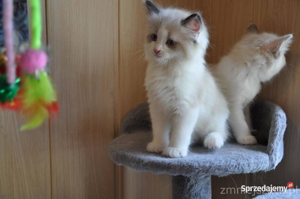 Ragdoll puchate kociaki Ragdoll dolnośląskie Wrocław