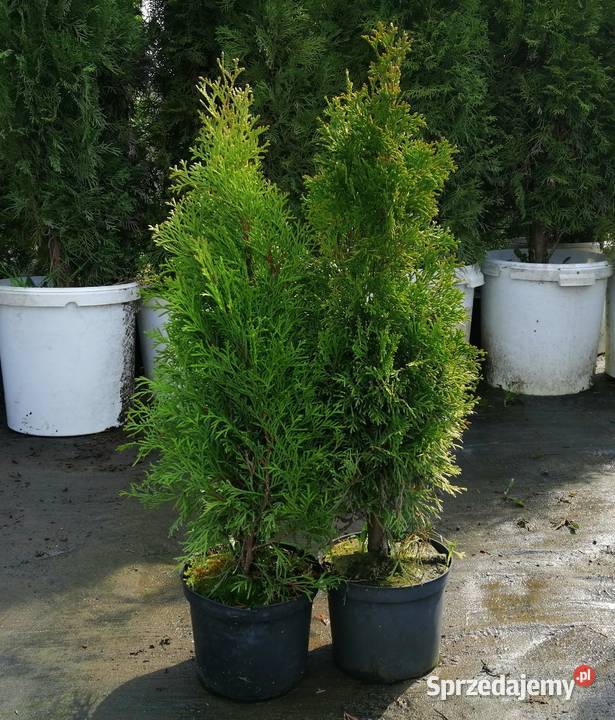 Tuje Szmaragd 61 70 w doniczkach 3L Thuje Tuja śląskie