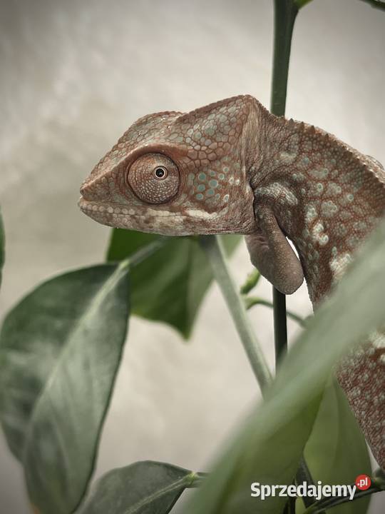 Kameleon lamparci 4 samiczki Tczew