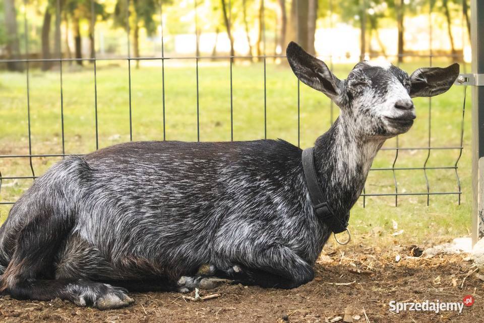 Sprzedam kozę