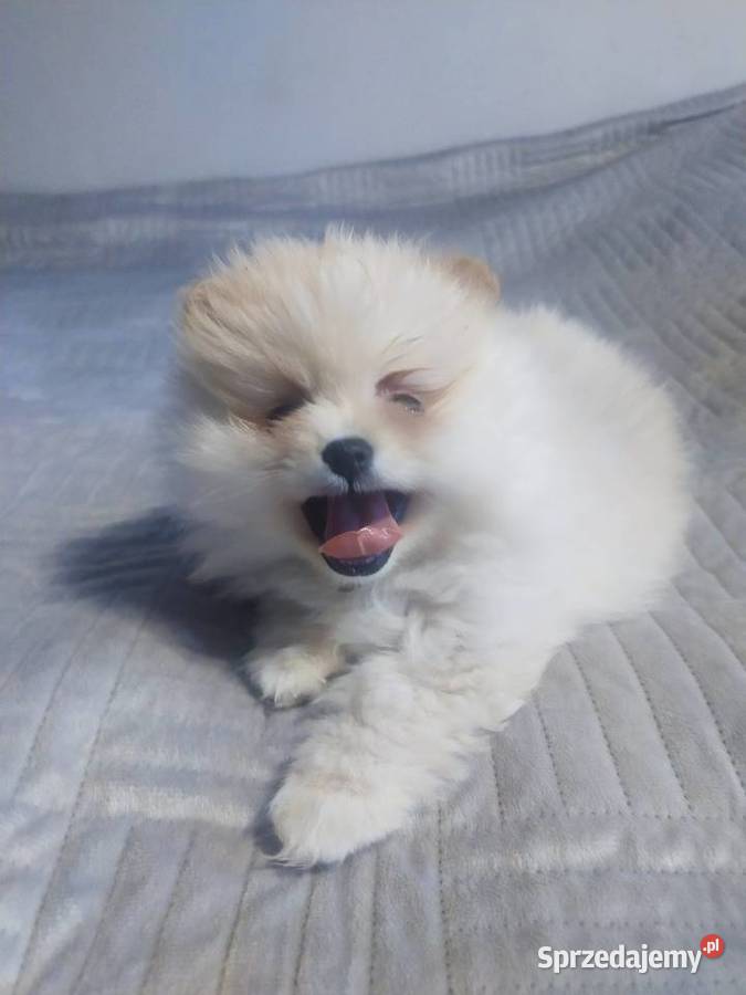 Szpic Miniaturowy Szpic miniaturowy Witkowo Drugie