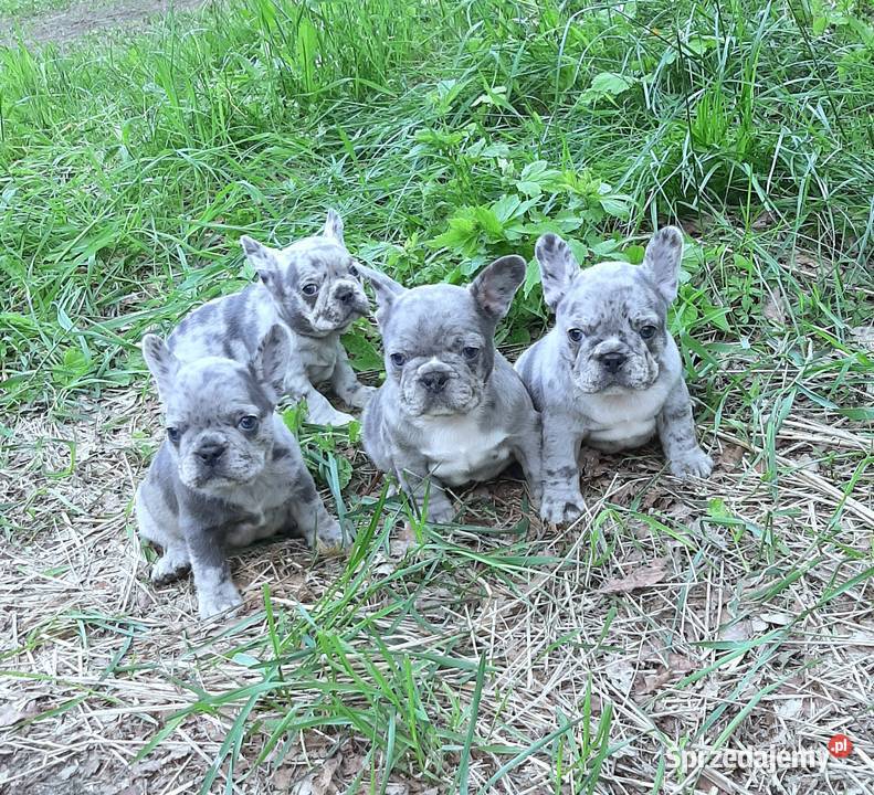 Buldog francuski suczki lilak merle Lutomiersk sprzedam
