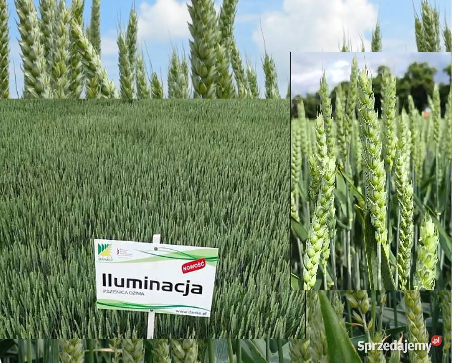 Pszenica ozima Iluminacja jakościowa AB sprzedam