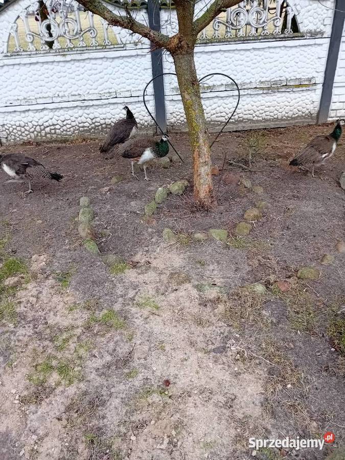 Jaja legowe pawi królewieckich mazowieckie Siedlce
