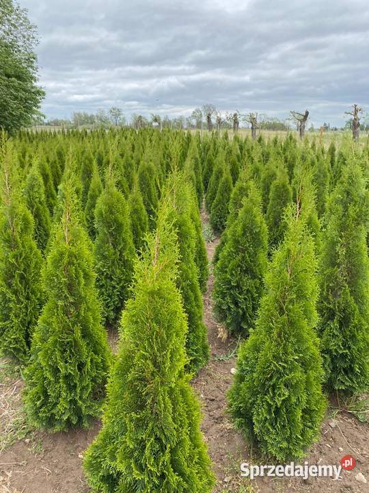 TujaThujaTuje Szmaragd 140210 kujawsko-pomorskie Rypin