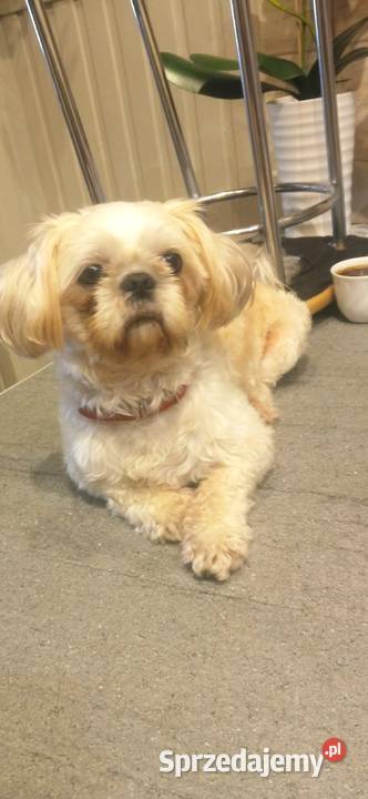 Reproduktor Shih Tzu REPRODUKCJAkrycie dolnośląskie Ząbkowice Śląskie
