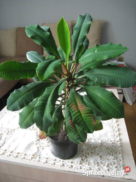 Wilczomlecz białounerwiony Benjamin sprzedam