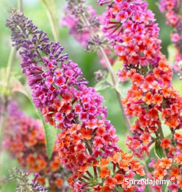 BUDLEJA FLOWER POWER sadzonki w doniczkach sprzedam