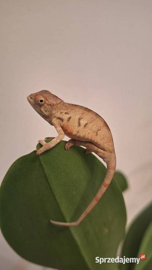 Kameleony lamparcie ambilobe sprzedam
