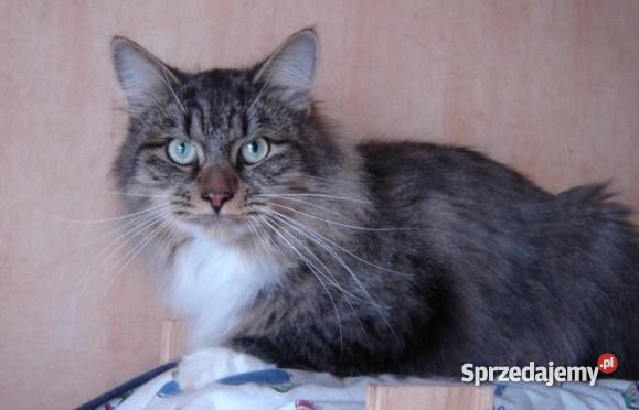 Kocięta syberyjskie Bydgoszcz