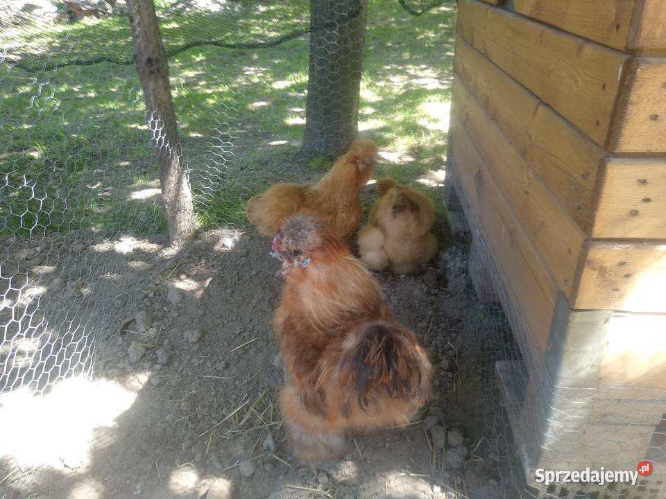 Jaja lęgowe karzełek łapciaty kochin karzełek Krzemienica