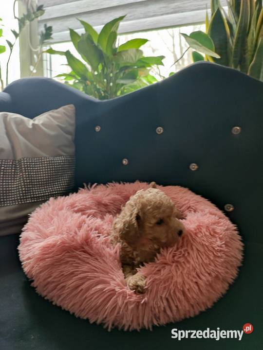 Pudelek toy Bolesławiec