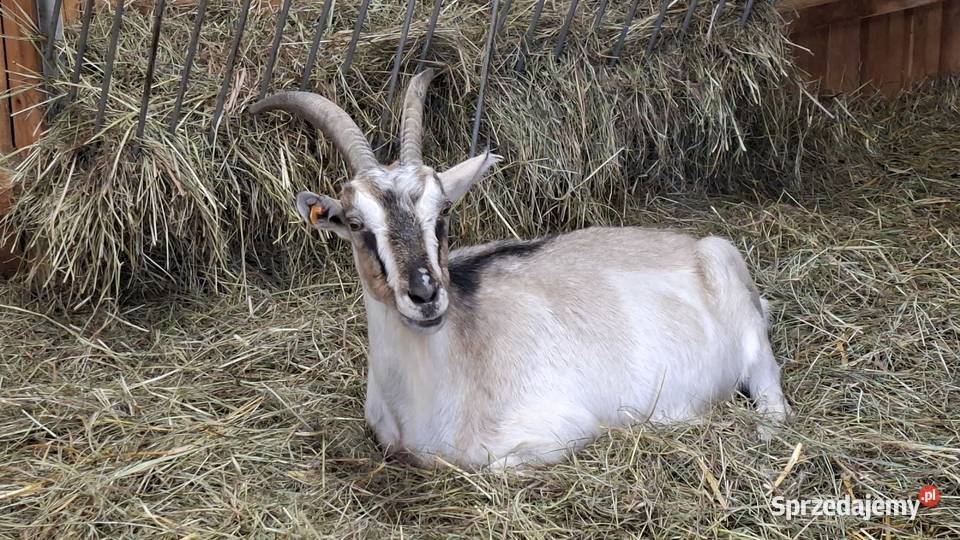 Kozy stado mieszane Kozy Rolnictwo Strzelin sprzedam