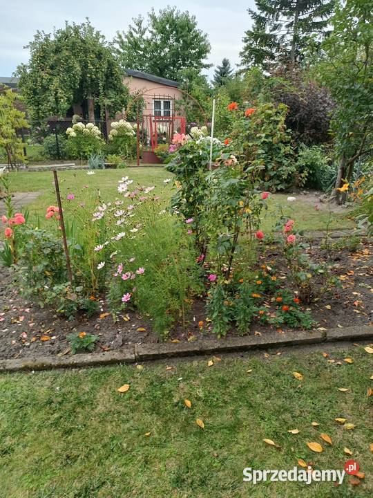 Sprzedam działkę Rodo Zabrze