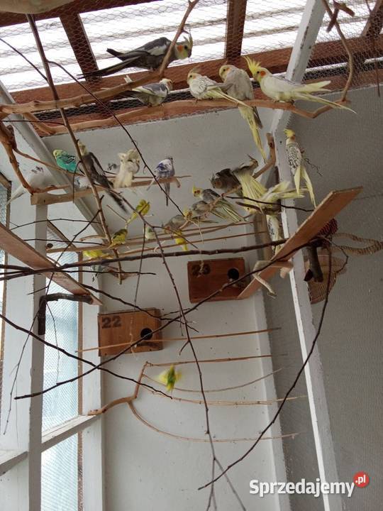 Mnichy Świergoty Faliste Nimfy Gajków