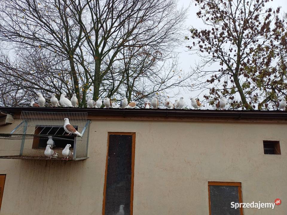 Sprzedam gołębie mewki likwidacja stada Wejsce sprzedam