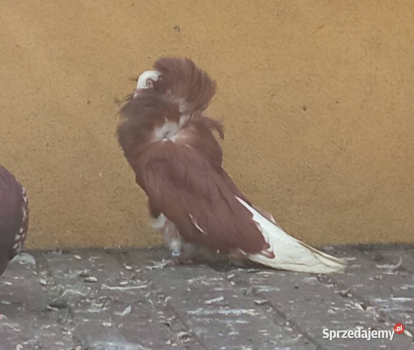 Pawiki gołębie białe siwe czarne boki siwe boki lubelskie