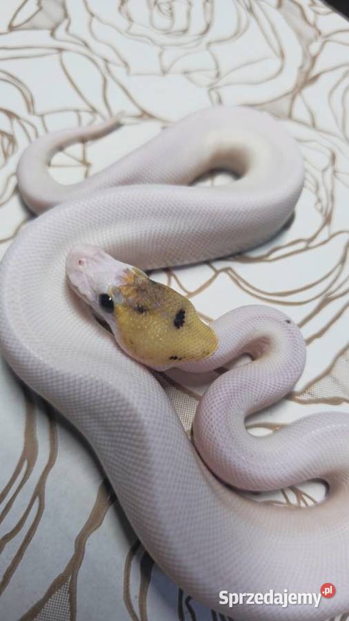Wąż pyton królewski python regius samiec Wrocław