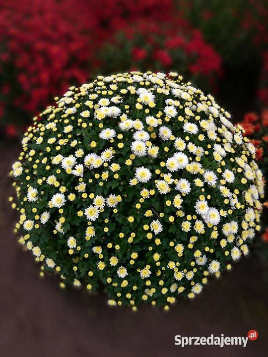 Chryzantema doniczkowa PRODUCENT hurt CZSK